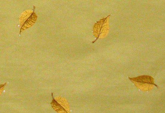 Picture of STARLEAF-GOLD