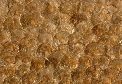 Picture of TEATA WC-HONEY